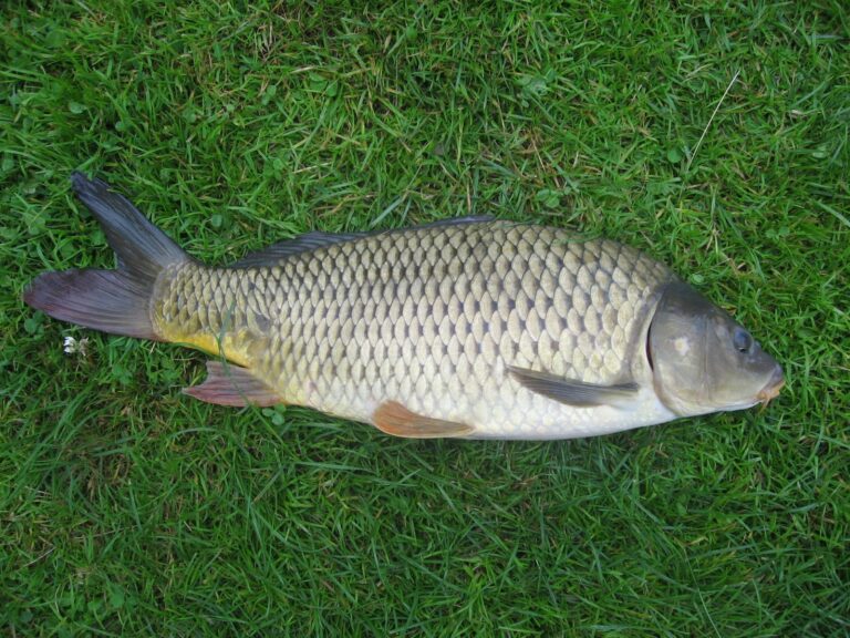 Common carp, Minnesota
