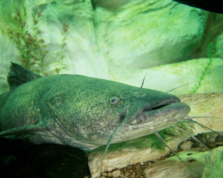 Flathead catfish, Wisconsin