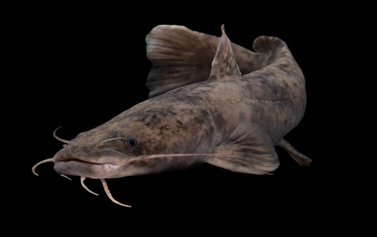 Flathead catfish, Wisconsin