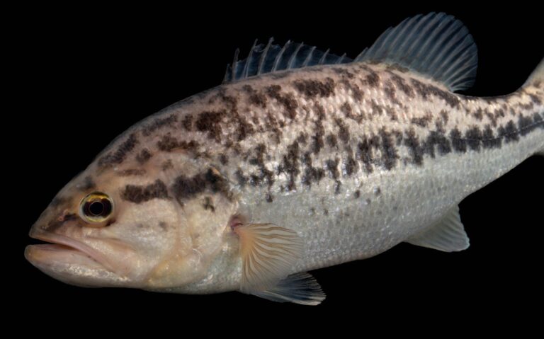 Florida bass, Florida