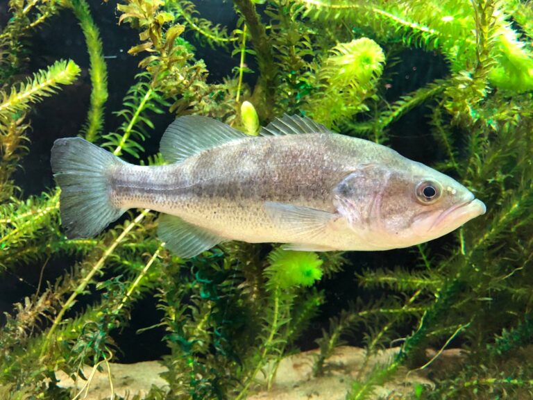 Florida bass, Florida