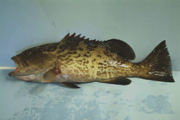 Gag Grouper, Georgia