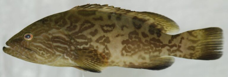 Gag Grouper, Georgia