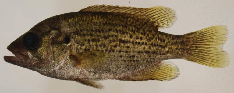 Goggle-eye, Missouri