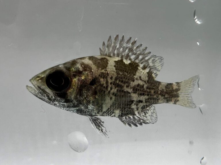 Goggle-eye, Missouri