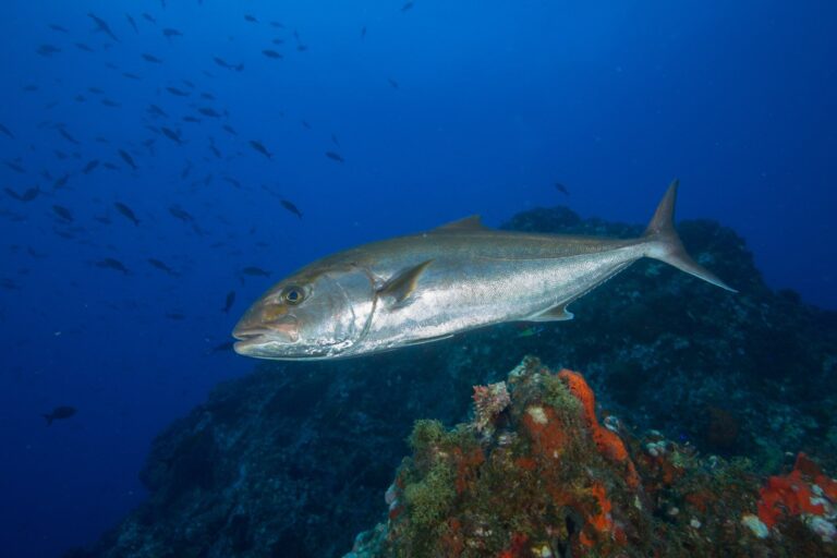 Greater Amberjack, Georgia