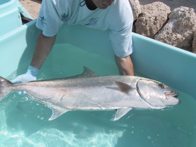 Greater Amberjack, Georgia