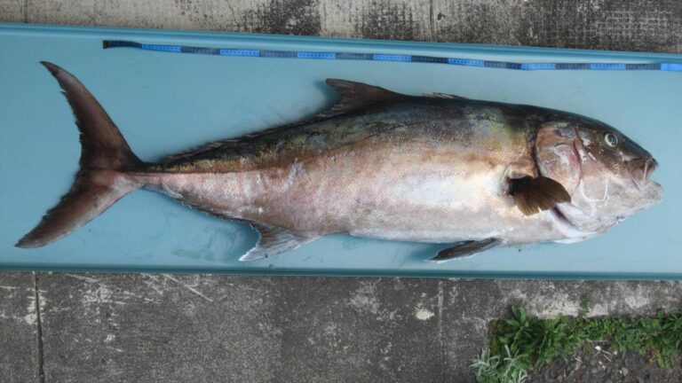 Greater Amberjack, Georgia