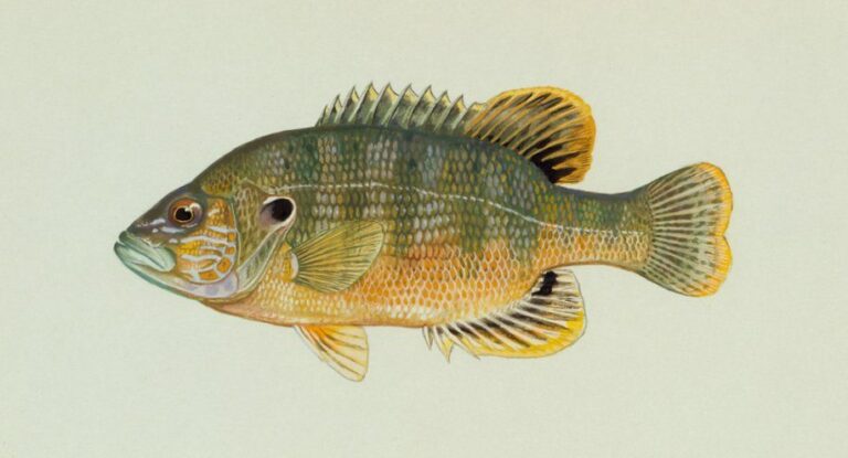 Green sunfish, Minnesota