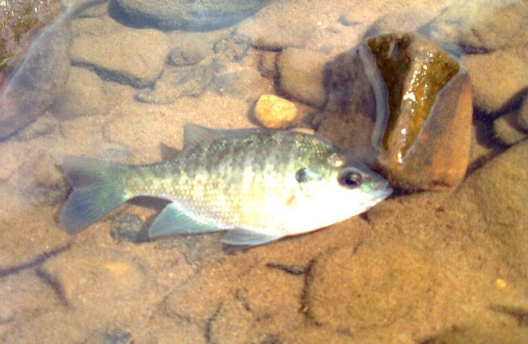 Green Sunfish, Missouri