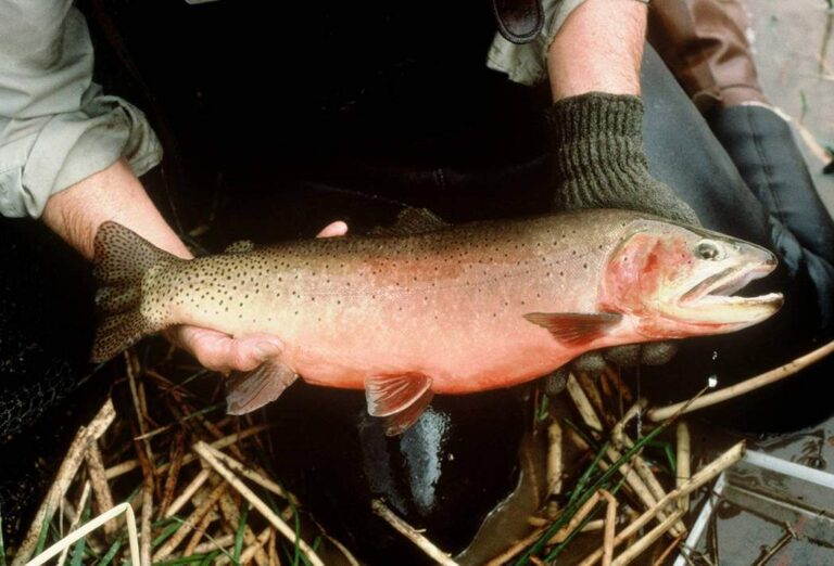 Native Cutthroat Trout, Colorado