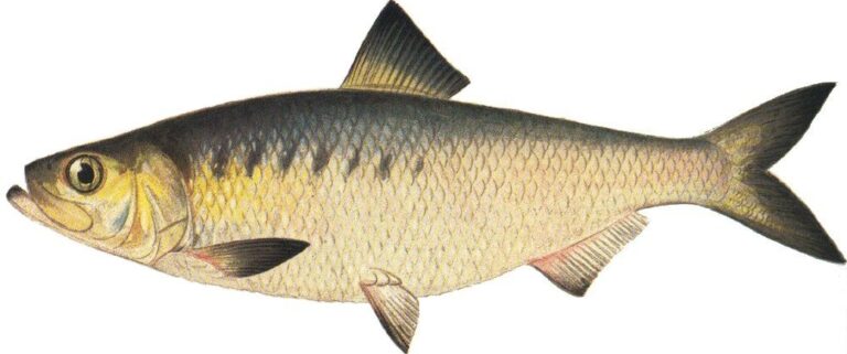 Hickory shad, North Carolina