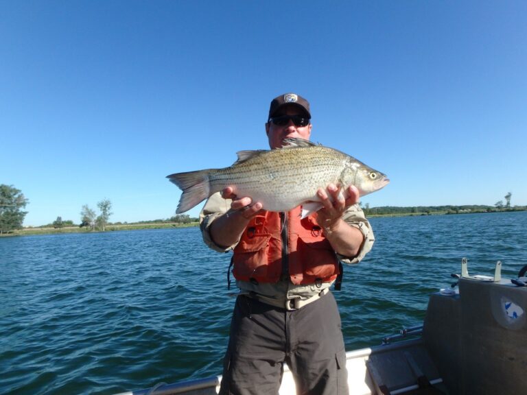 Hybrid striped bass, Texas