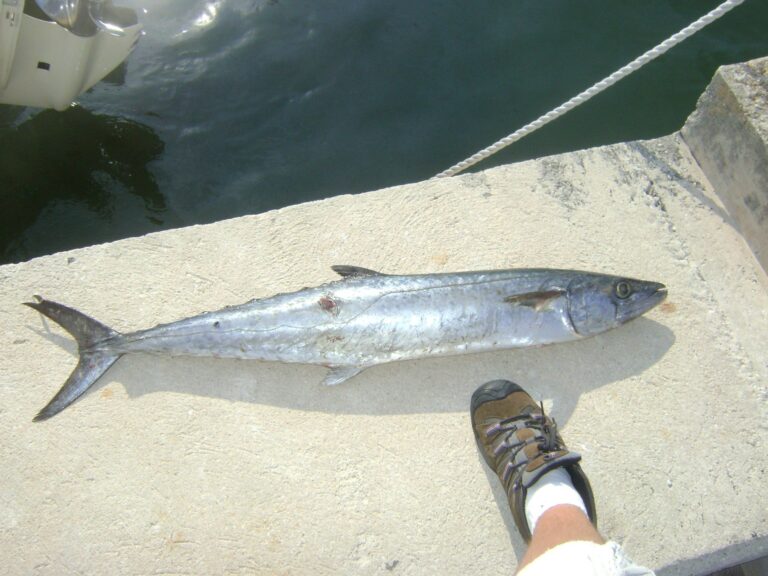King Mackerel, Georgia