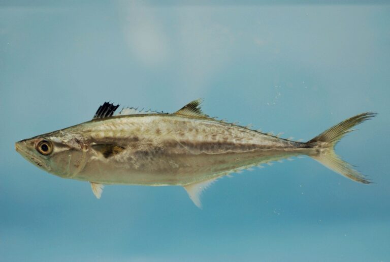King Mackerel, Georgia