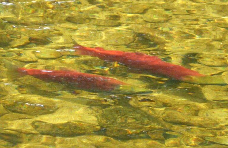 Kokanee, California