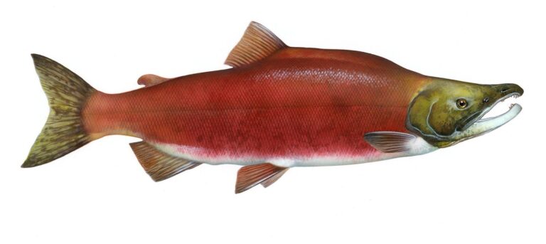 Kokanee, California