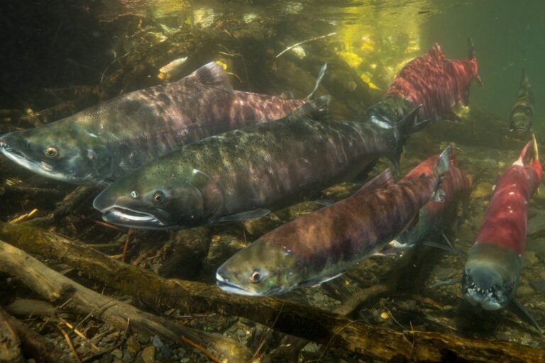 Kokanee, California