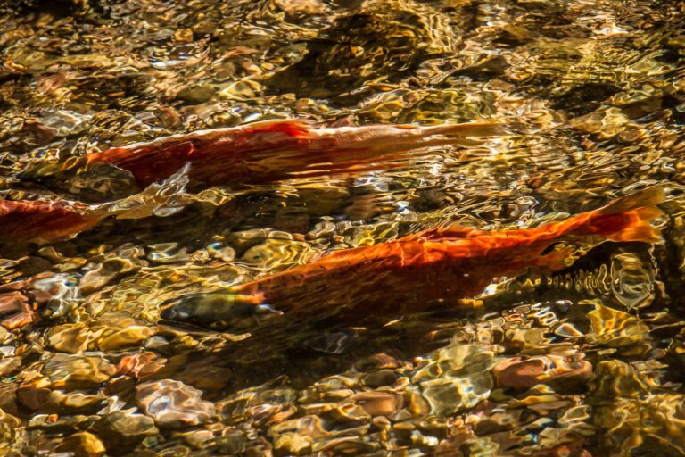 Kokanee, California