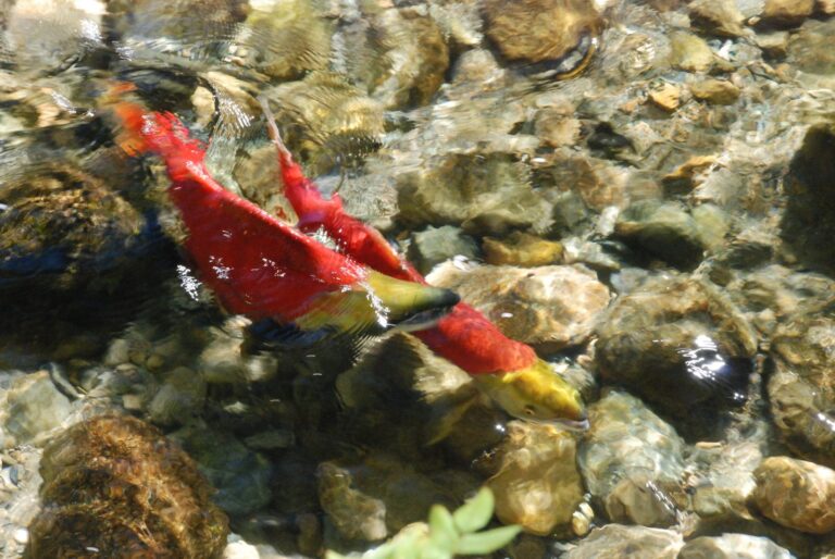 Kokanee, California