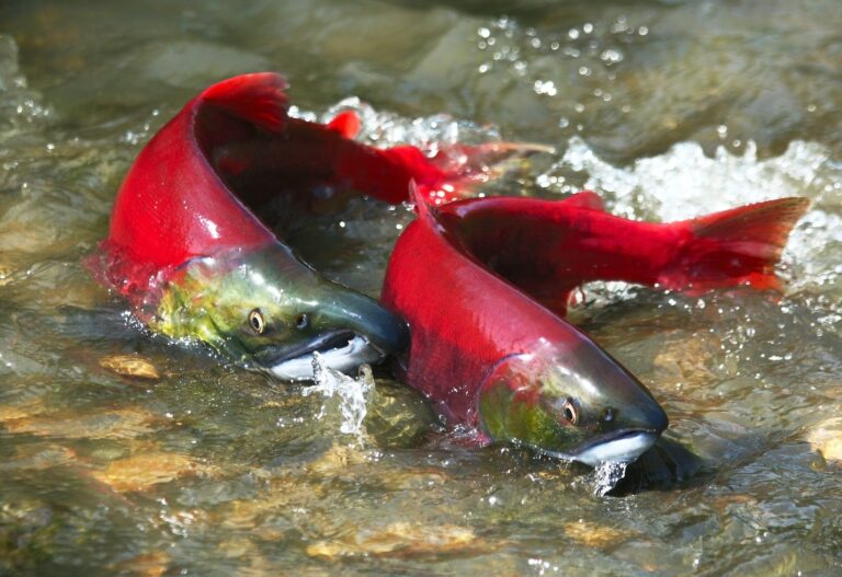 Kokanee, California