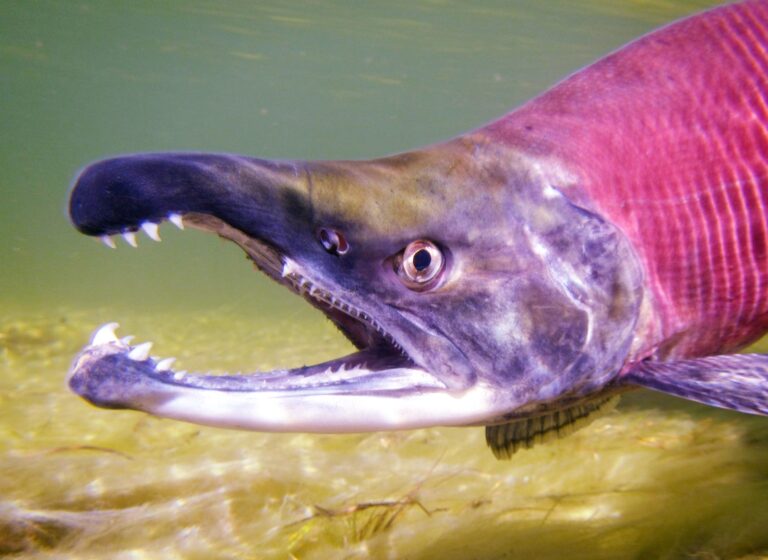 Kokanee, California