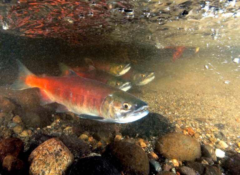 Kokanee, California