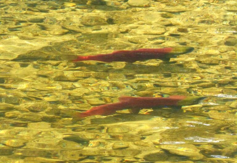 Kokanee, California