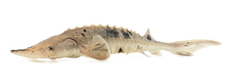 Lake sturgeon, Minnesota