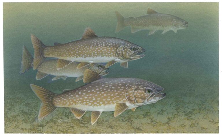 Lake trout, Minnesota