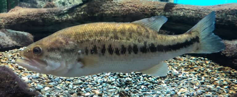Largemouth bass, Minnesota