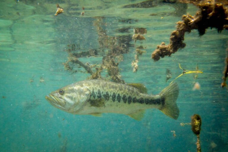 Largemouth bass, California