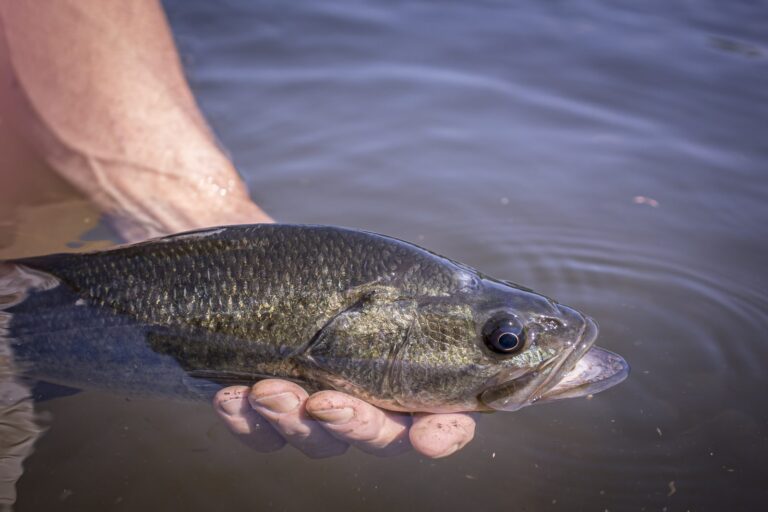 Largemouth bass, California