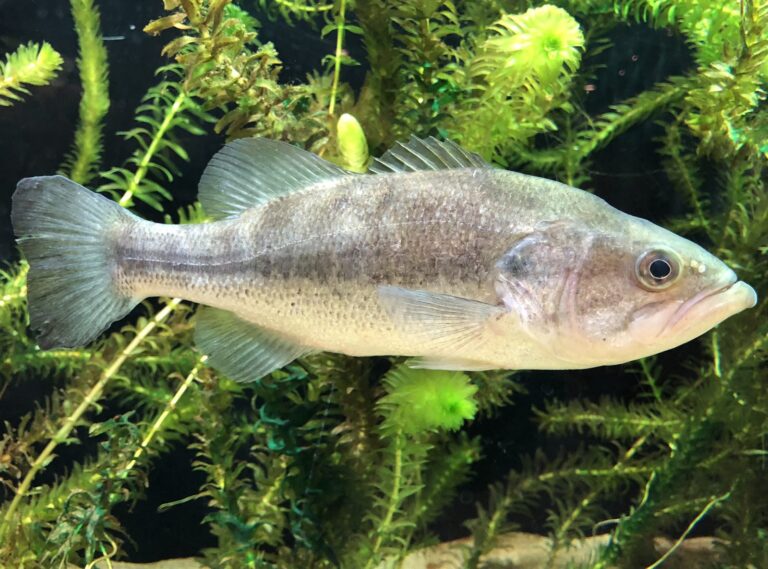 Largemouth bass, California