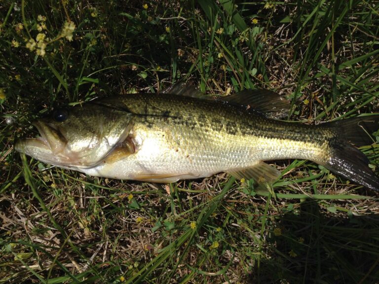 Largemouth bass, California