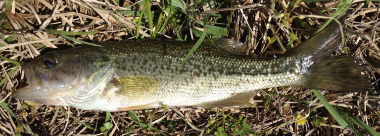Largemouth bass, North Carolina