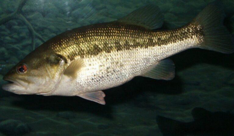 Largemouth bass, California