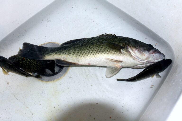 Largemouth bass, California