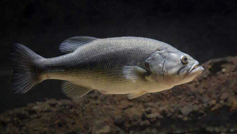 Largemouth bass, California