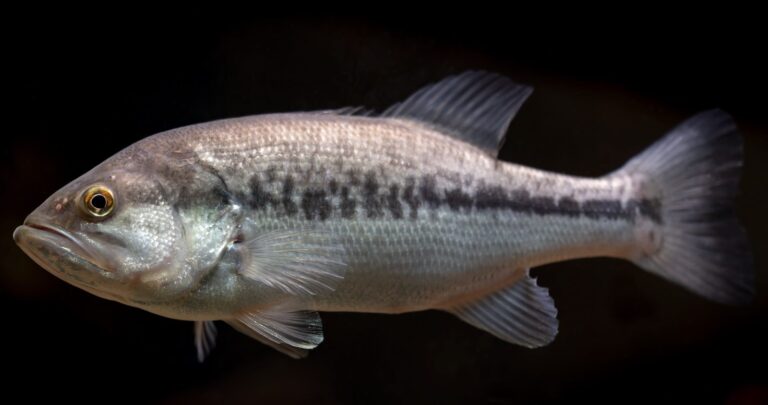 Largemouth bass, California