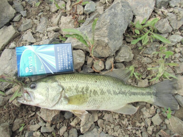 Largemouth bass, California