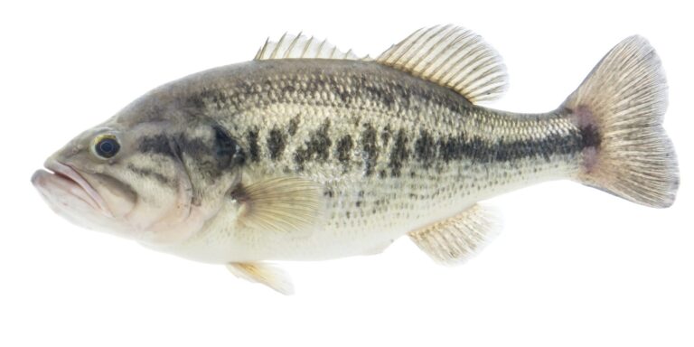 Largemouth bass, California