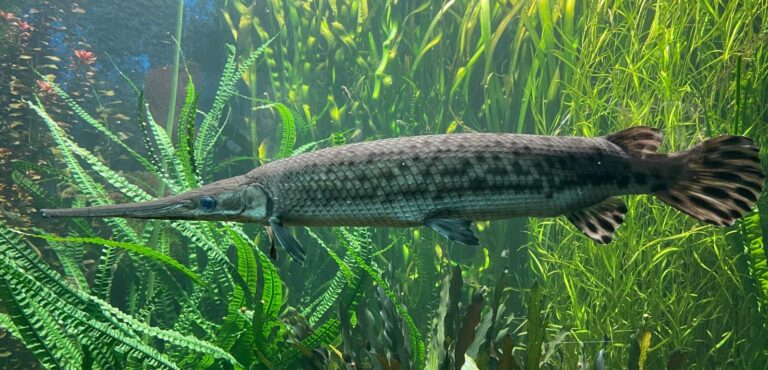 Longnose Gar, New York