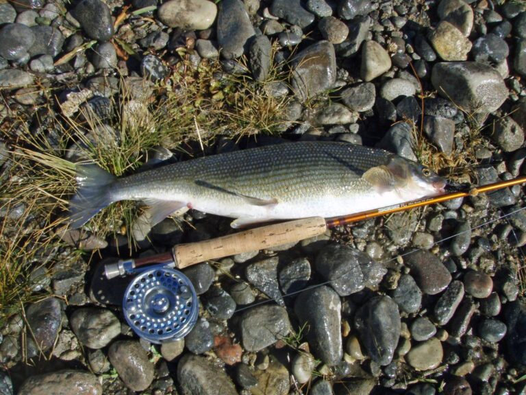 Mountain Whitefish, Colorado