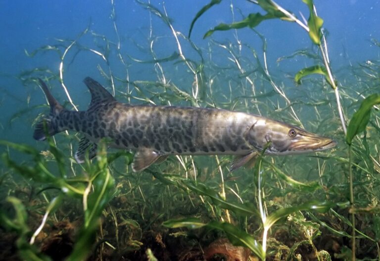 Muskellunge, Minnesota