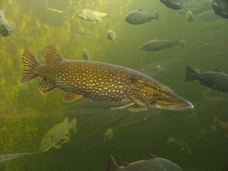 Northern pike, Minnesota