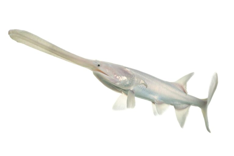 Paddlefish, Missouri