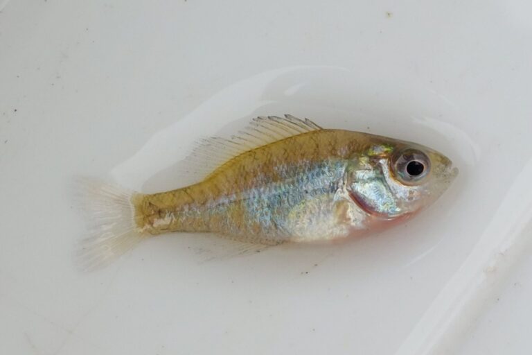 Pumpkinseed, Minnesota