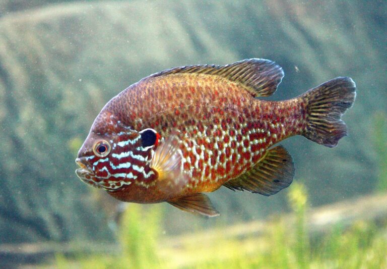 Pumpkinseed, Minnesota