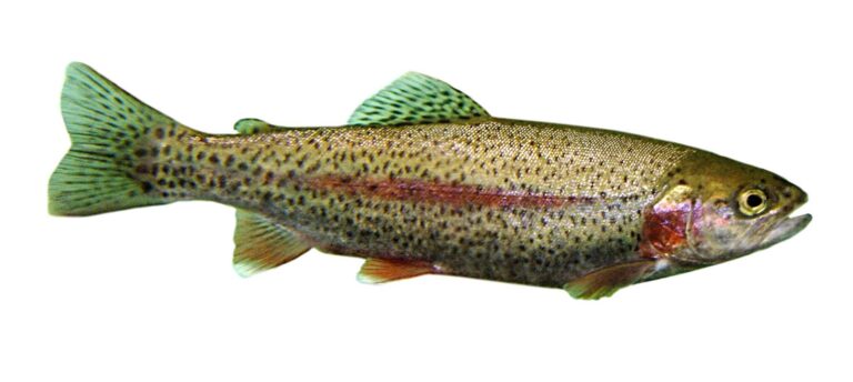 Rainbow Trout, Pennsylvania
